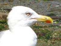 Aves Con Encuadre